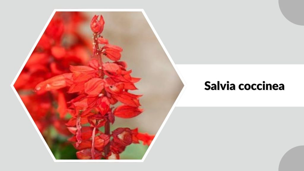 Salvia coccinea