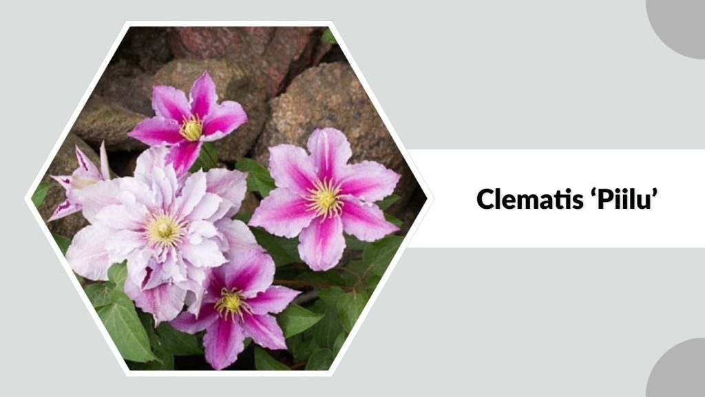 Clematis ‘Piilu’