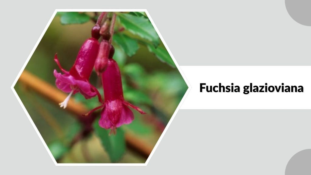Fuchsia glazioviana