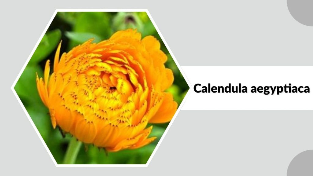 Calendula aegyptiaca
