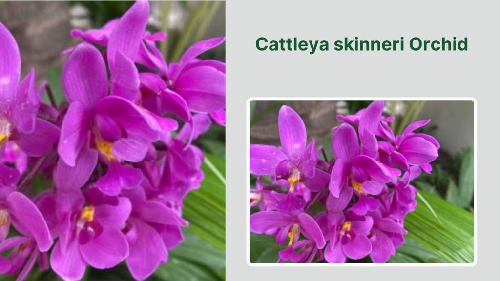 Cattleya skinneri Orchid