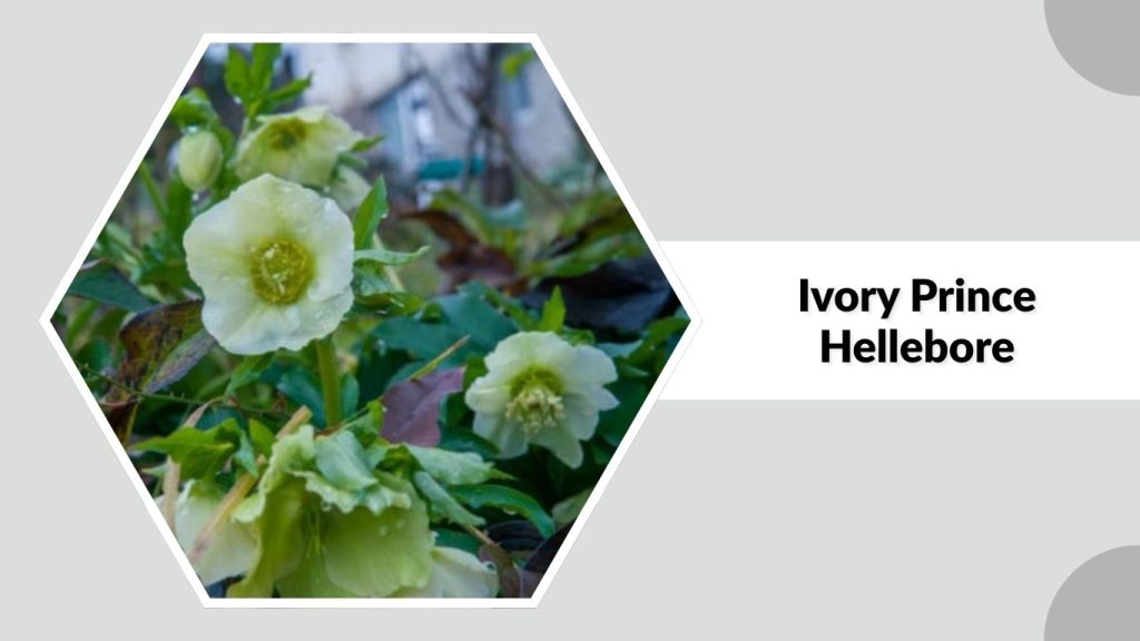 Ivory Prince Hellebore