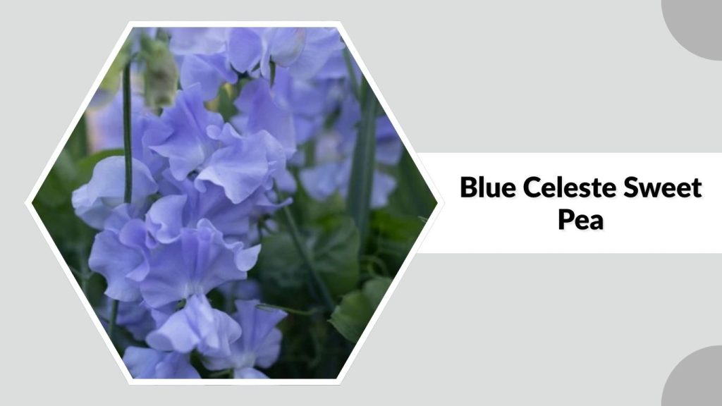Blue Celeste Sweet Pea