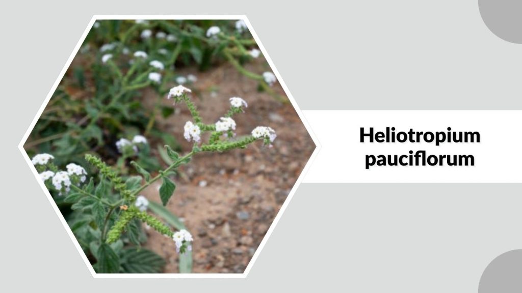 Heliotropium pauciflorum
