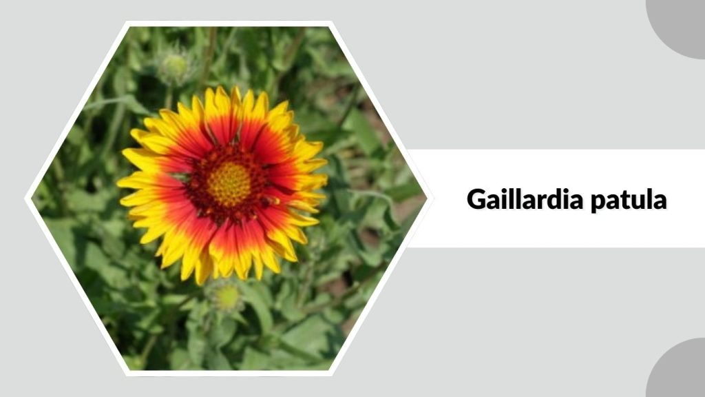  Gaillardia patula