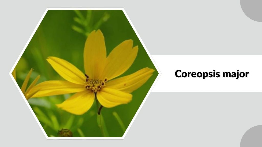 Coreopsis major