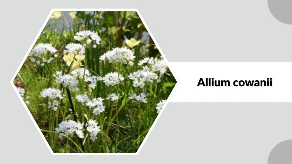  Allium cowanii