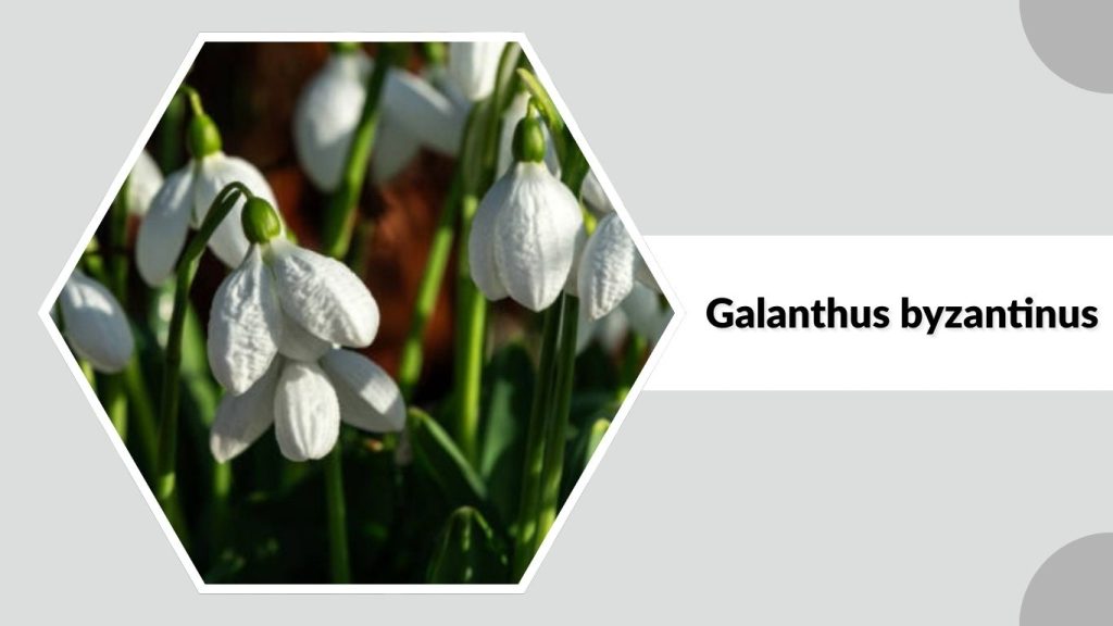 Galanthus byzantinus