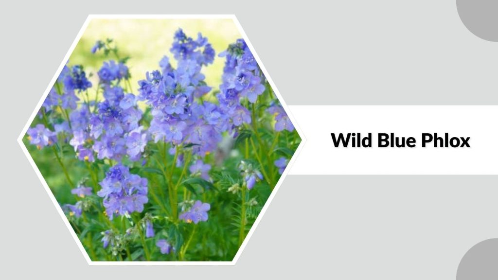 Wild Blue Phlox