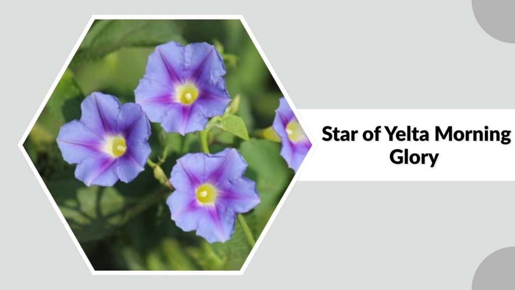 Star of Yelta Morning Glory