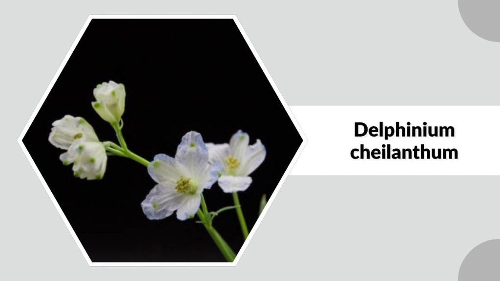 Delphinium cheilanthum