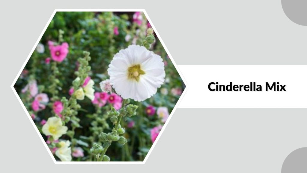 Alcea rosea ‘Cinderella Mix’