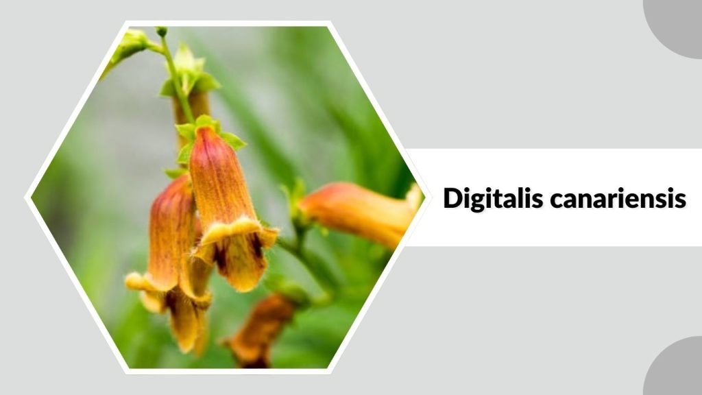 Digitalis canariensis