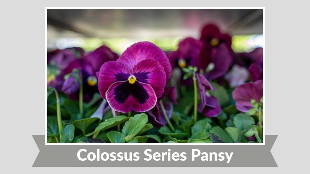 Colossus Series Pansy
