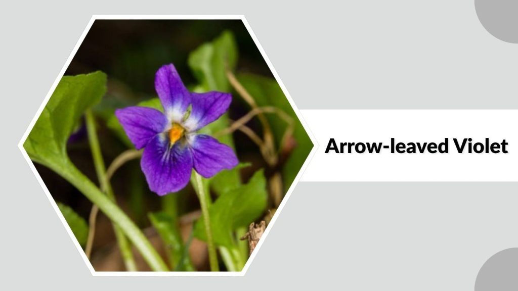 Arrow-leaved Violet