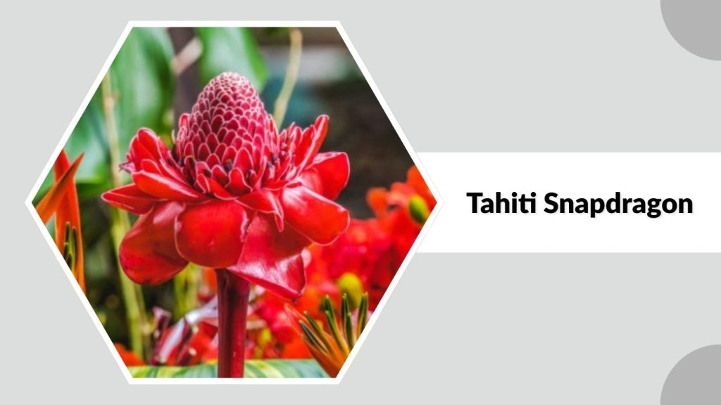 Tahiti Snapdragon