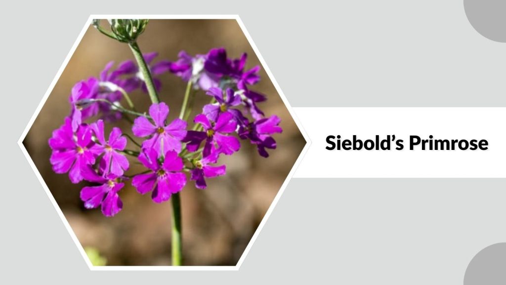 Siebold’s Primrose