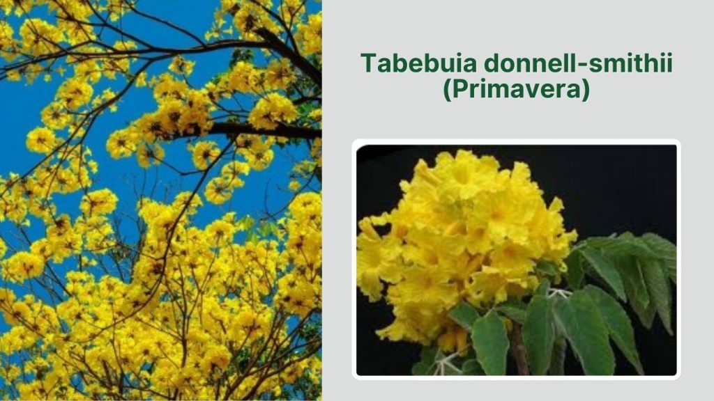  Tabebuia donnell-smithii (Primavera)