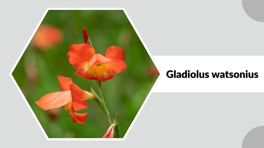 Gladiolus watsonius