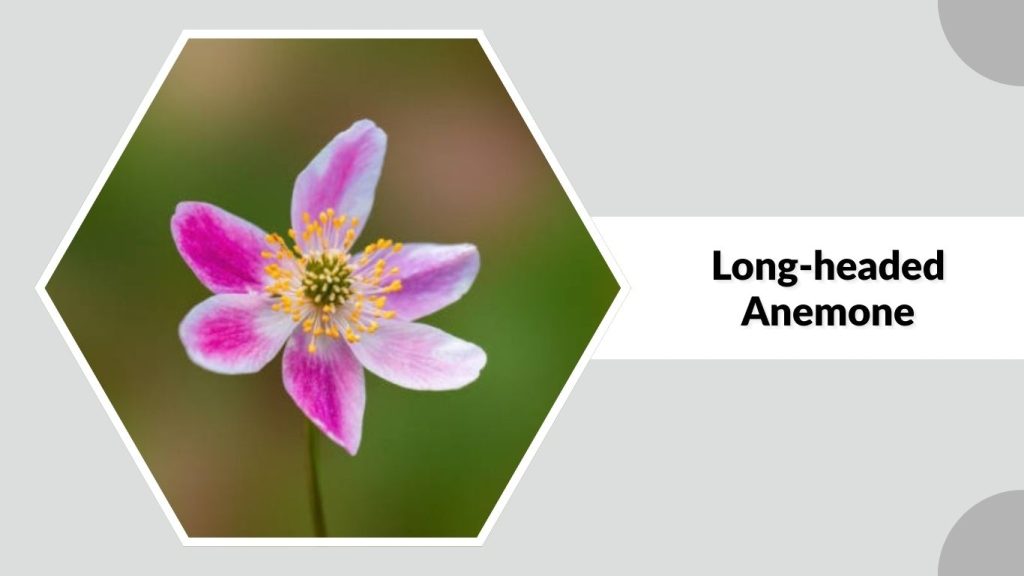 Long-headed Anemone