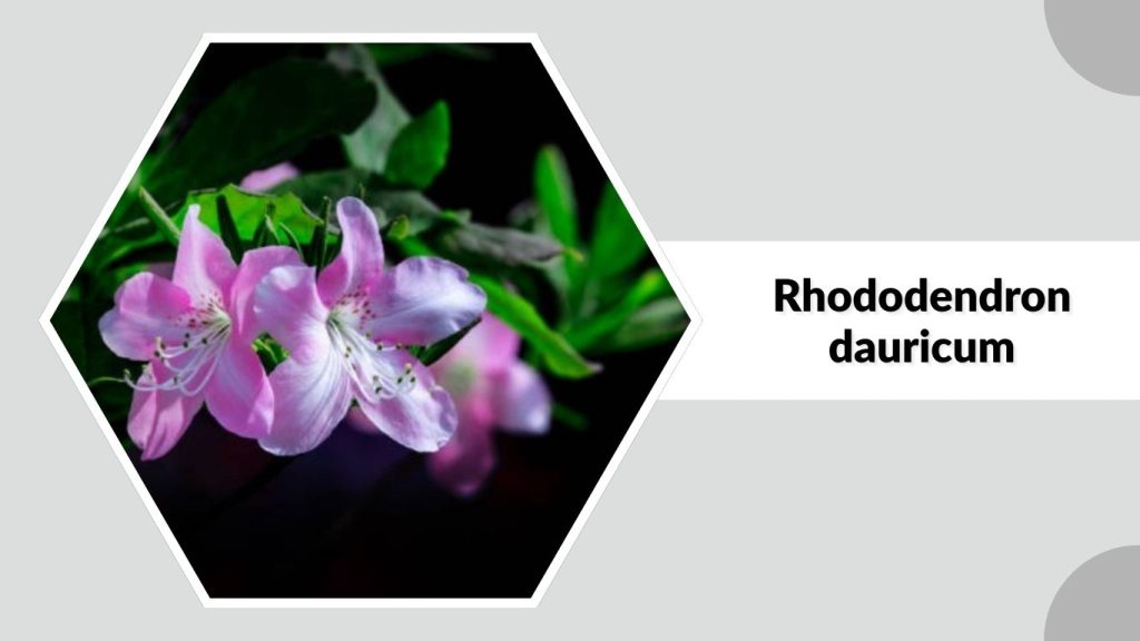 Rhododendron dauricum