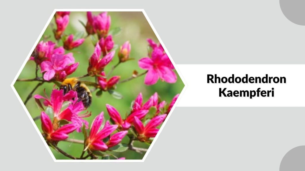 Rhododendron Kaempferi