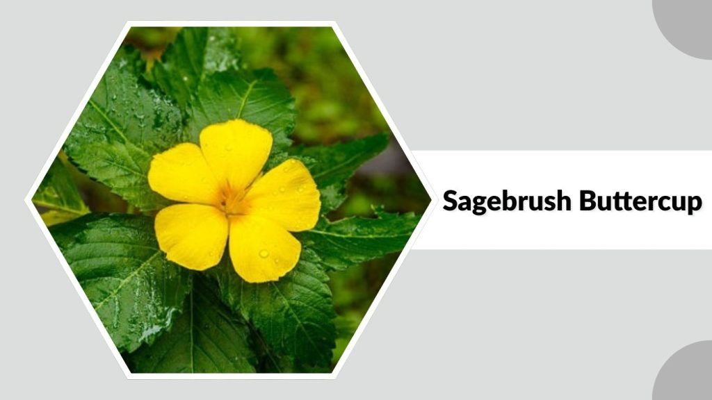 Sagebrush Buttercup