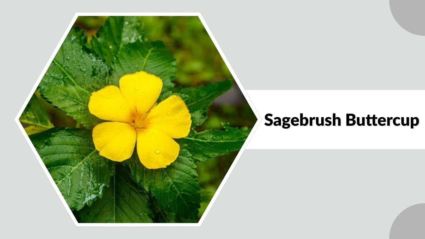 15 Common Types of Buttercup Flowers: Different Species ID with Pictures