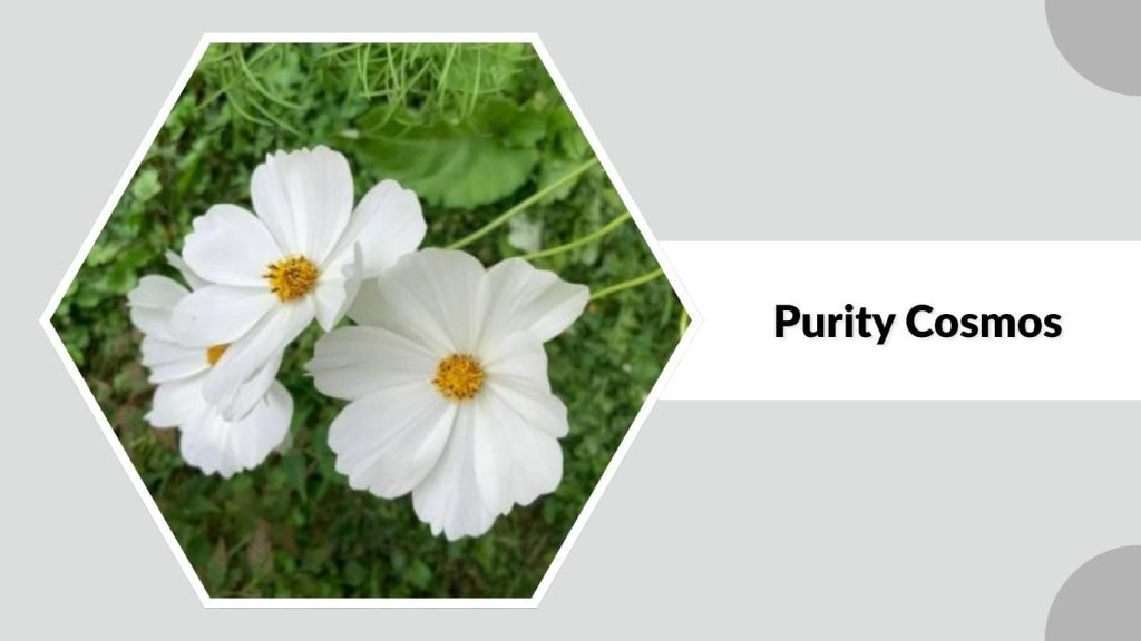  Purity Cosmos