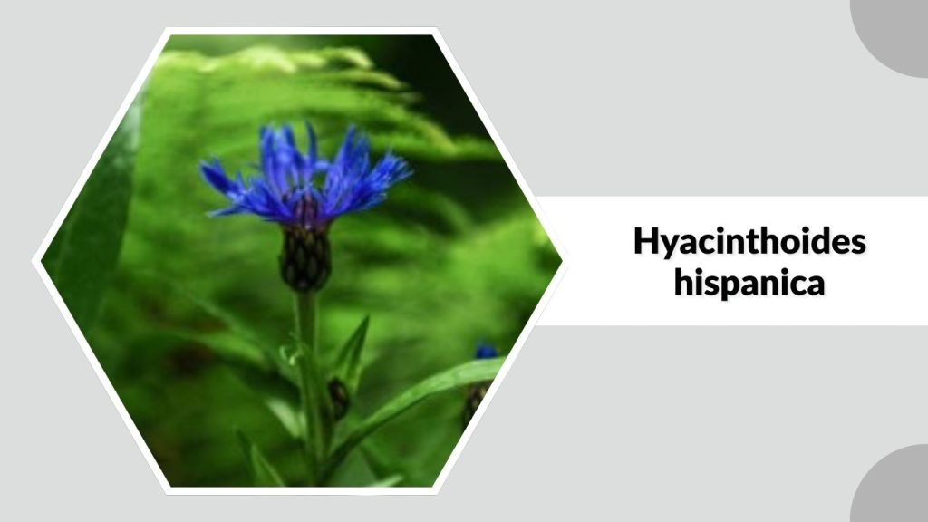 Hyacinthoides hispanica