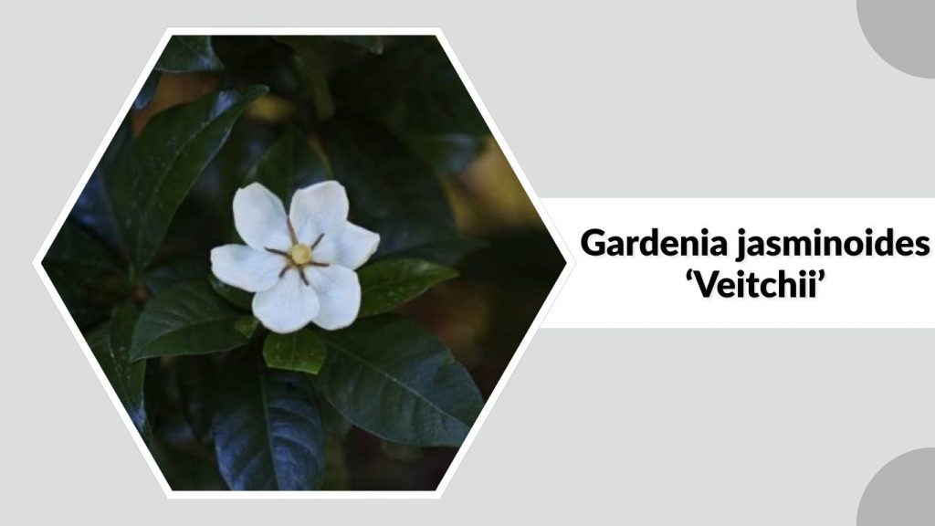  Gardenia jasminoides ‘Veitchii’