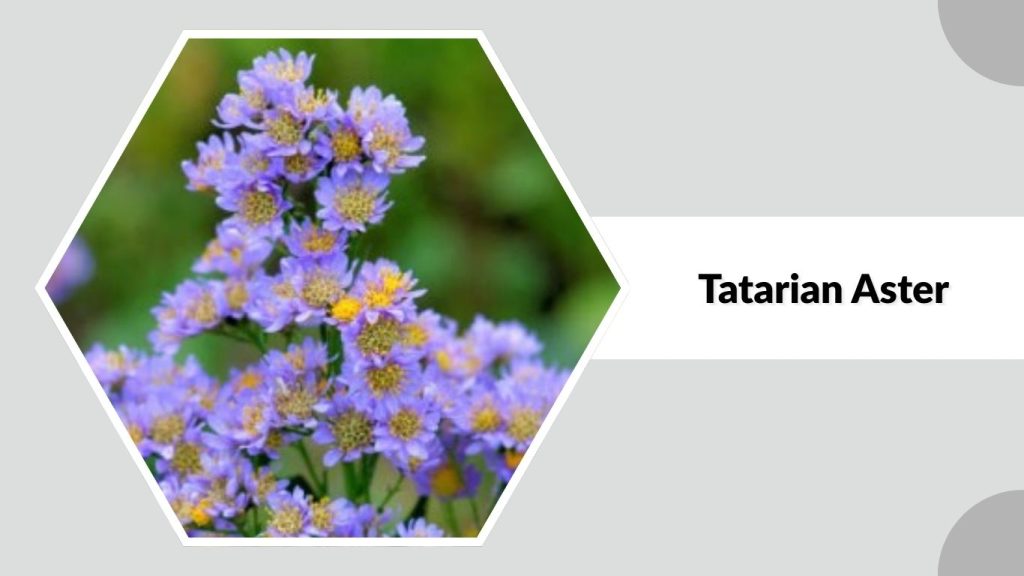 Tatarian Aster