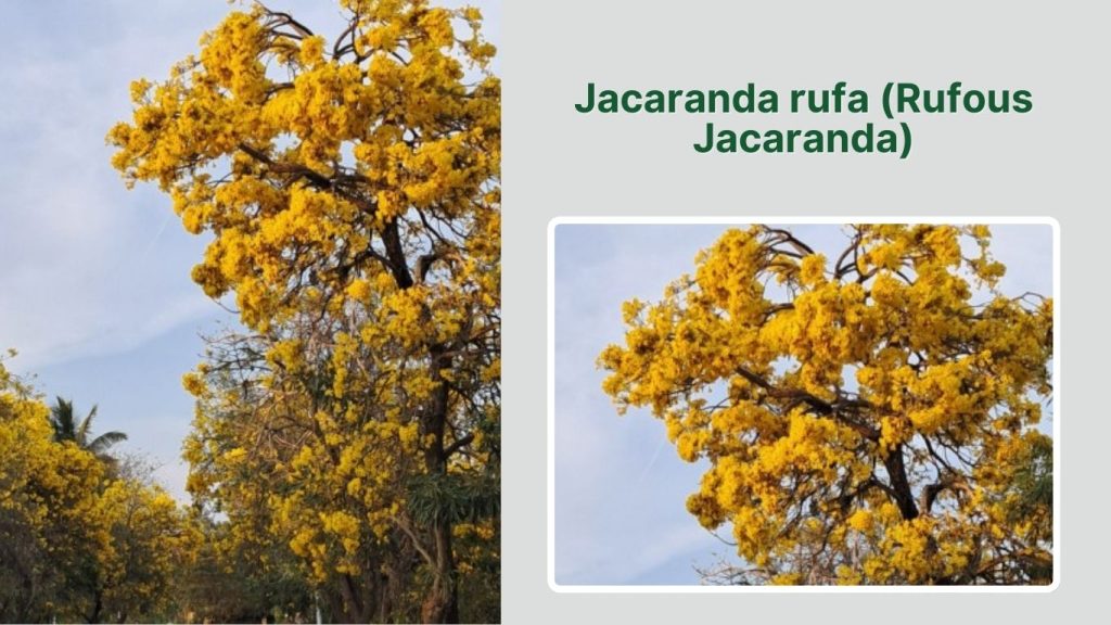 Jacaranda rufa (Rufous Jacaranda)