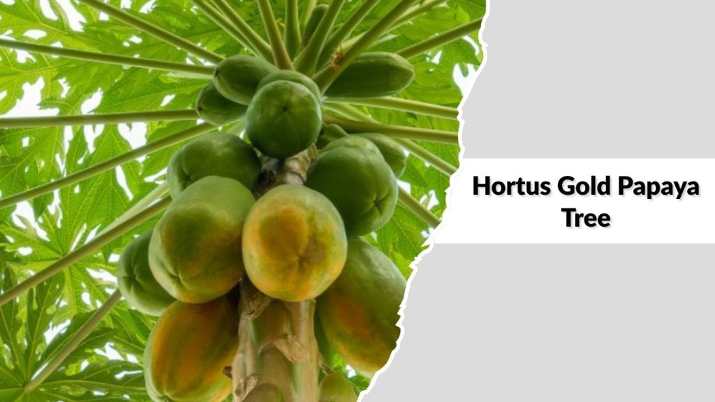 Hortus Gold Papaya Tree