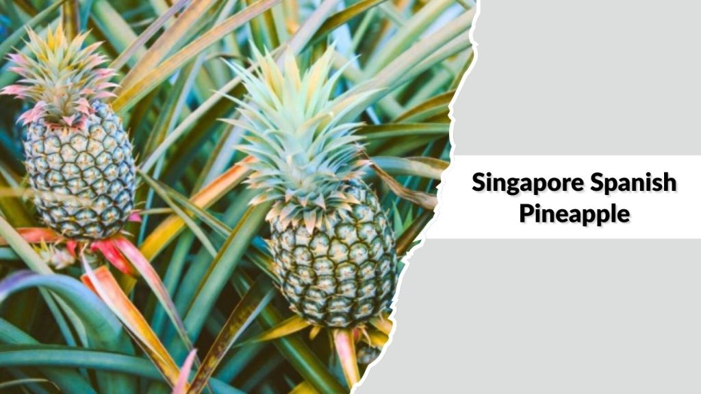 Singapore Spanish Pineapple