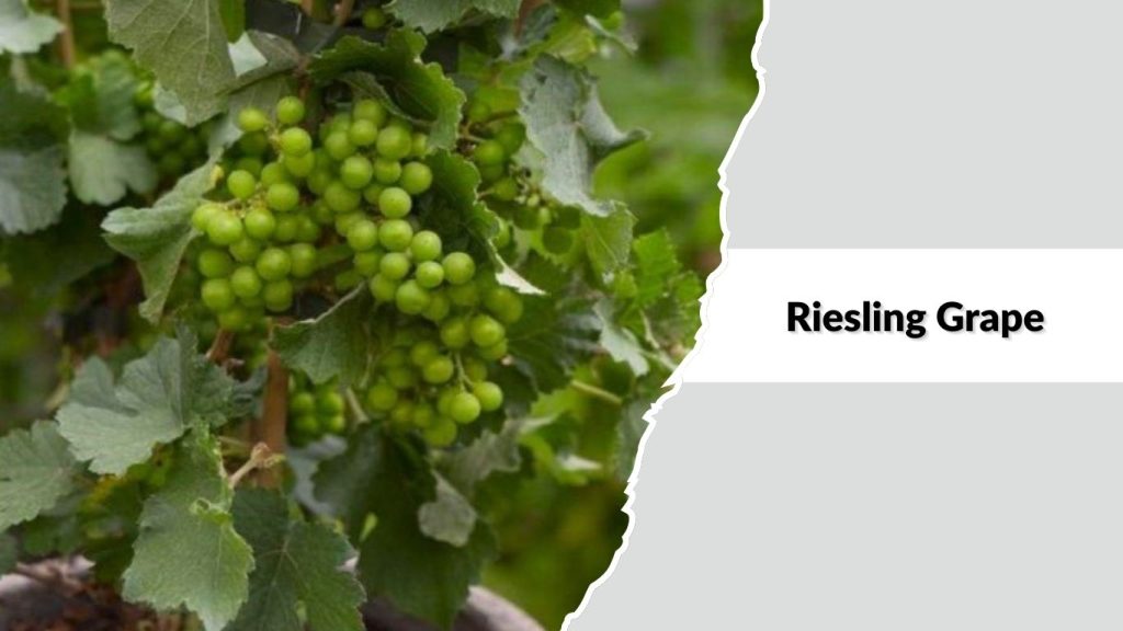 Riesling Grape
