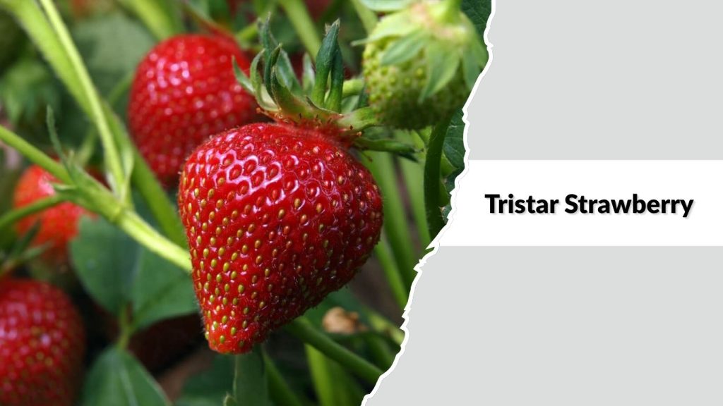 Tristar Strawberry