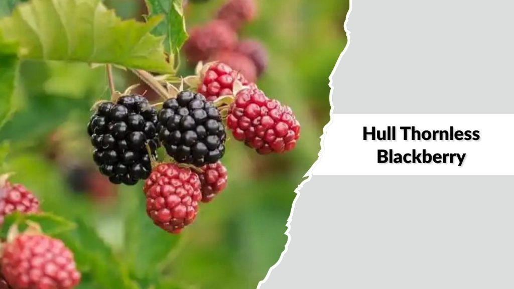 Hull Thornless Blackberry