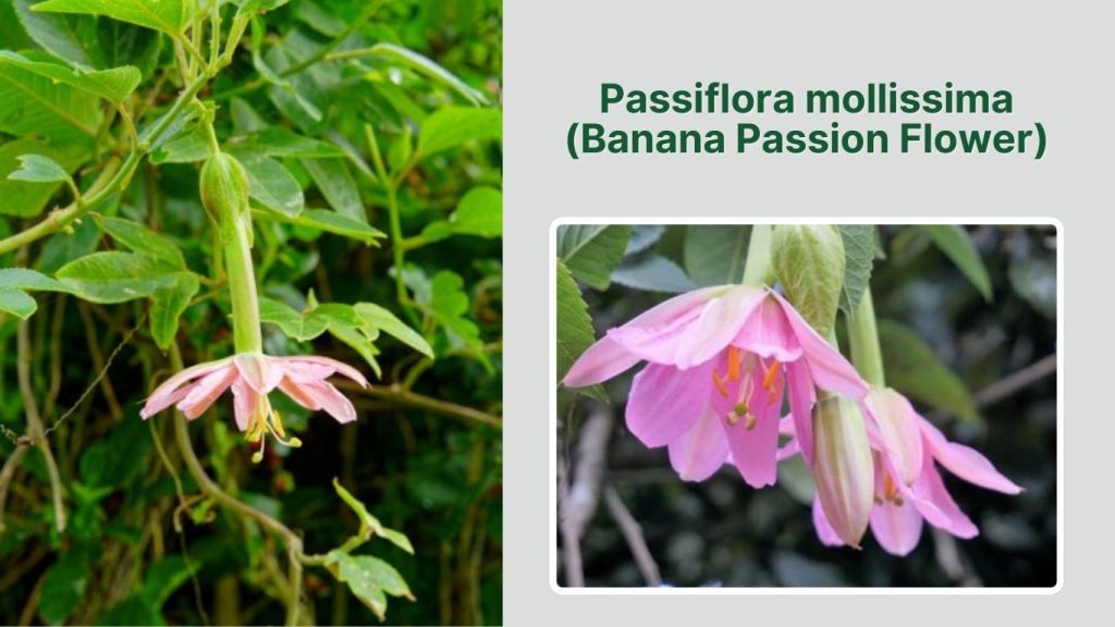 Passiflora mollissima (Banana Passion Flower)