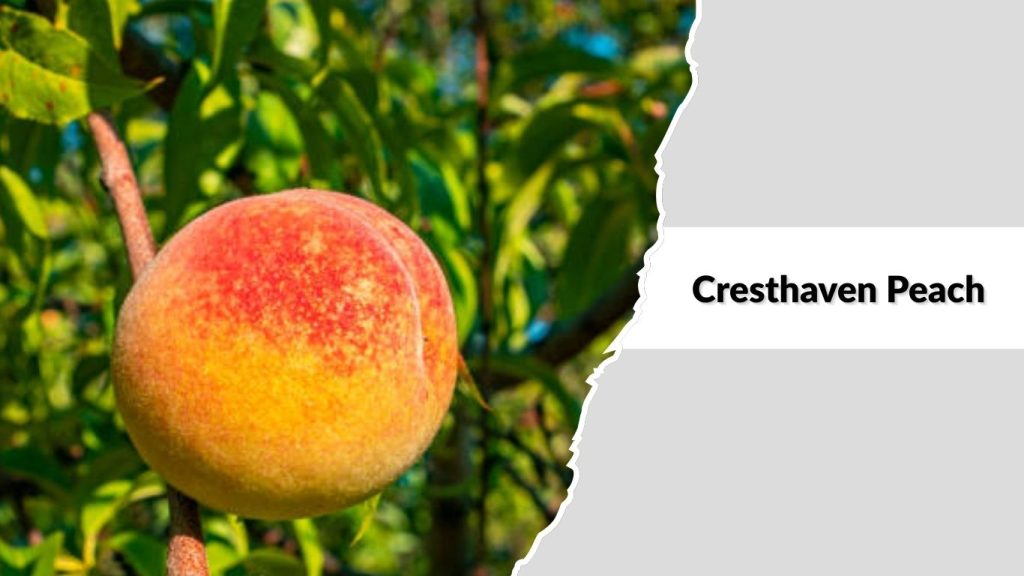 Cresthaven Peach