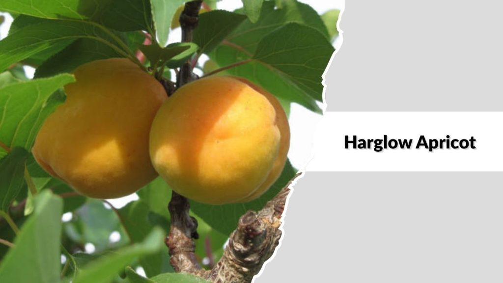 Harglow Apricot