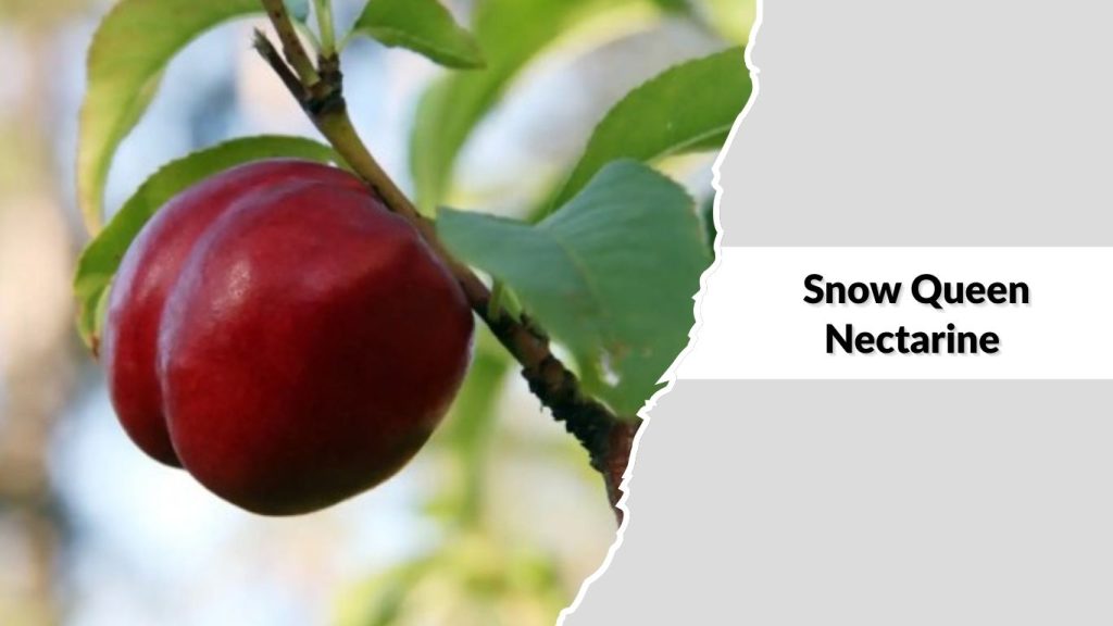 Snow Queen Nectarine