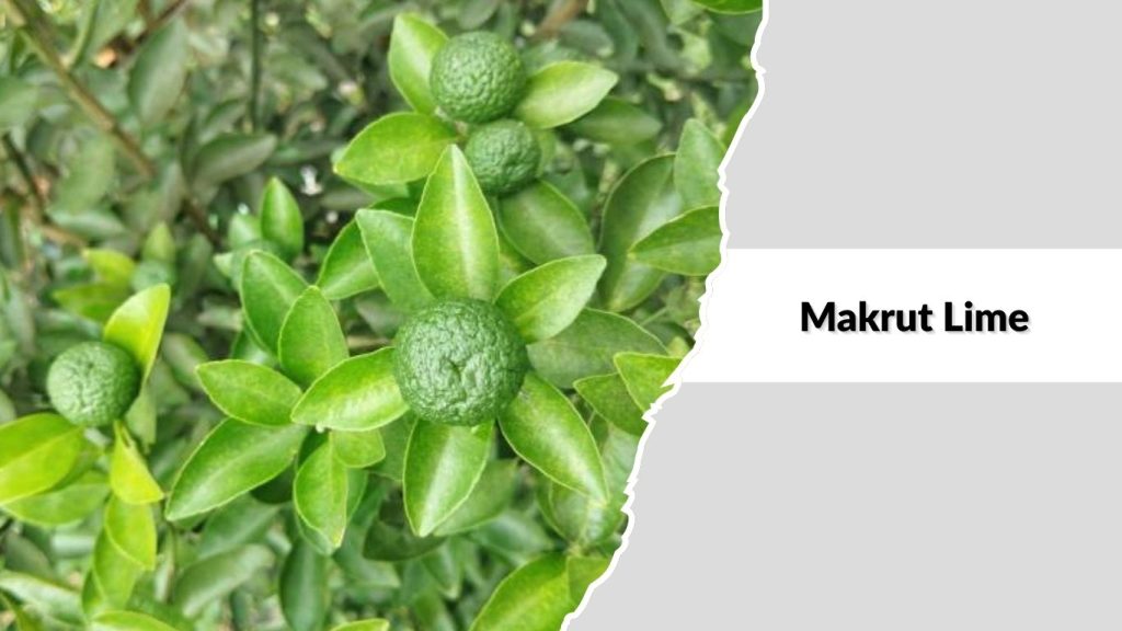 Makrut Lime