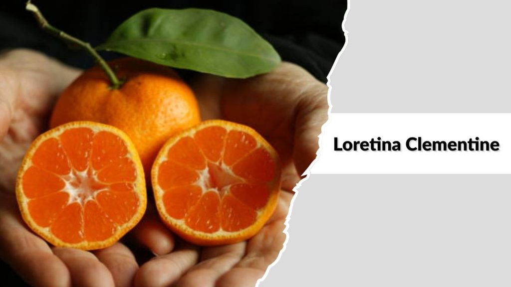 Loretina Clementine