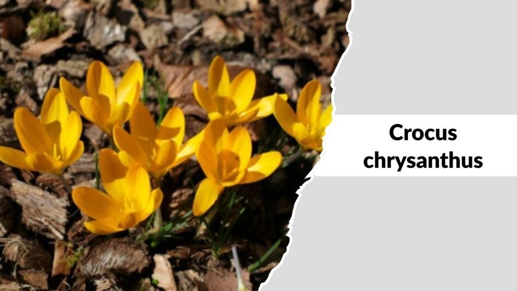 Crocus chrysanthus