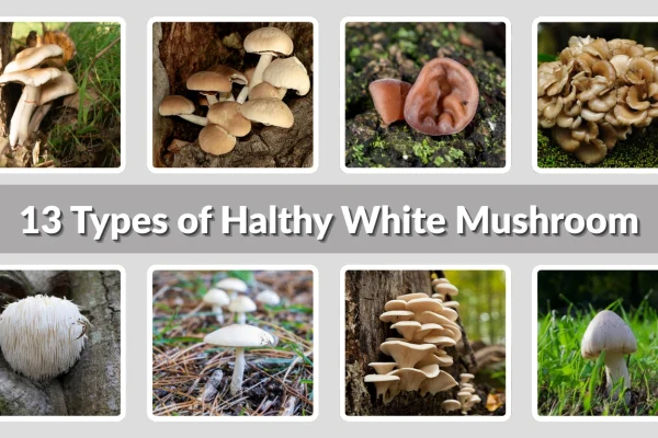 13 Types of Halthy White Mushroom Identification with Pictures