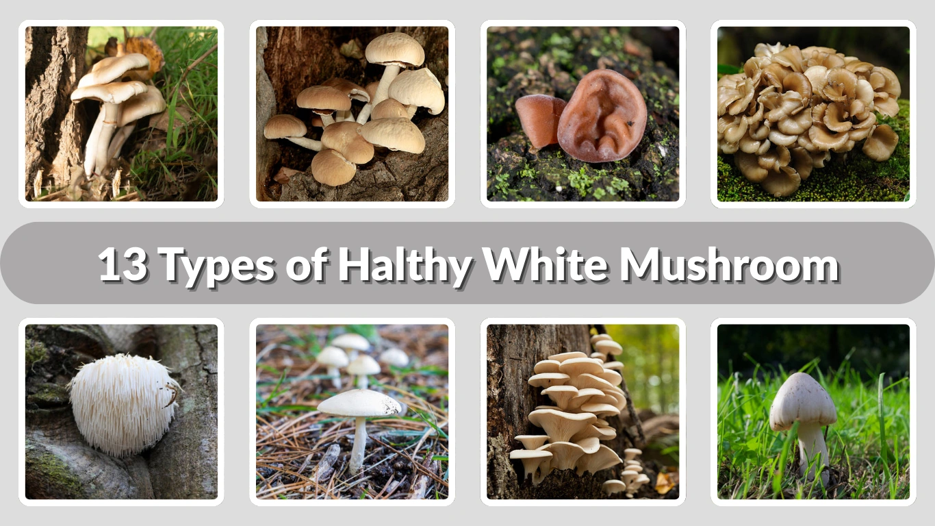 13 Types of Halthy White Mushroom Identification with Pictures