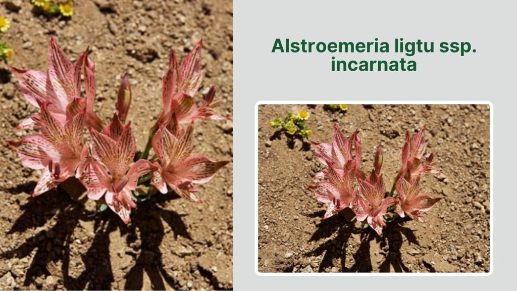 Alstroemeria ligtu ssp. incarnata