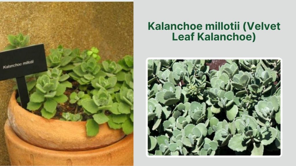 Kalanchoe millotii (Velvet Leaf Kalanchoe)