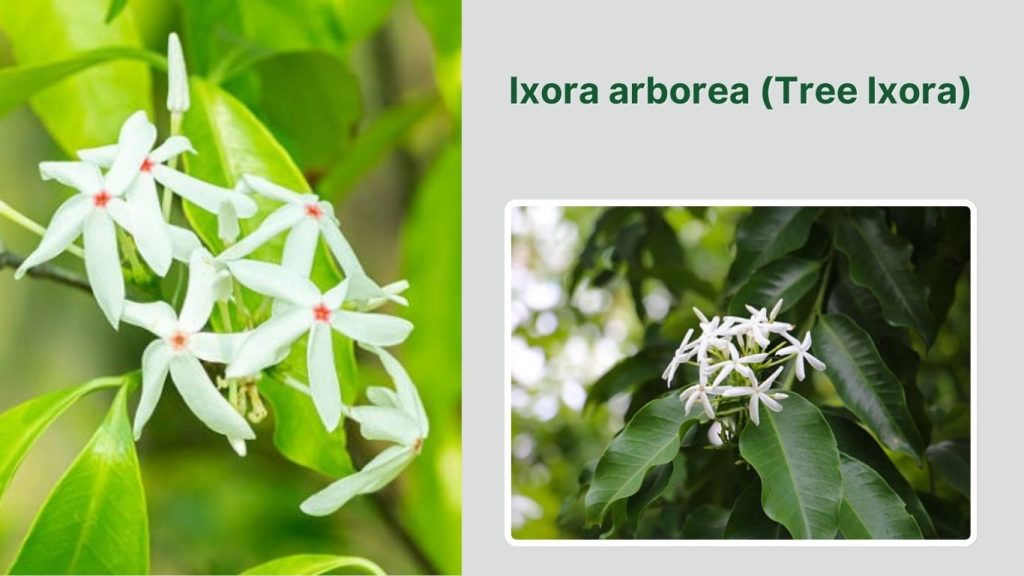 Ixora arborea (Tree Ixora)